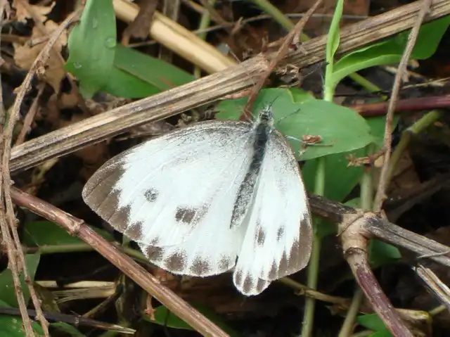 台灣紋白蝶(緣點白粉蝶)，攝影於羊稠森林步道