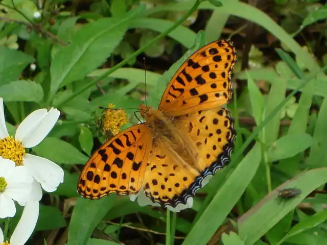 黑端豹斑蝶(斐豹蛺蝶)，攝影於羊稠森林步道