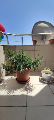 IMG 20230725 141755.jpg