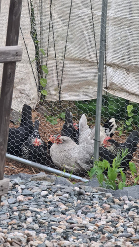 IMG 20230605 WA0002.jpg