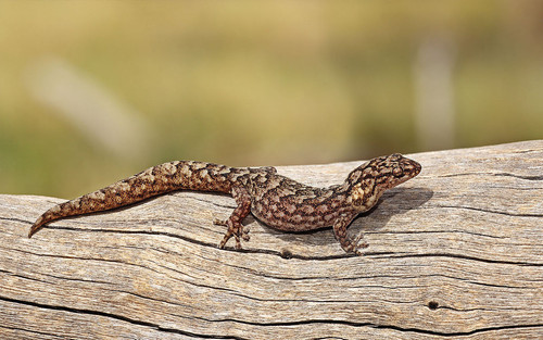 1200px Marbled Gecko.jpg
