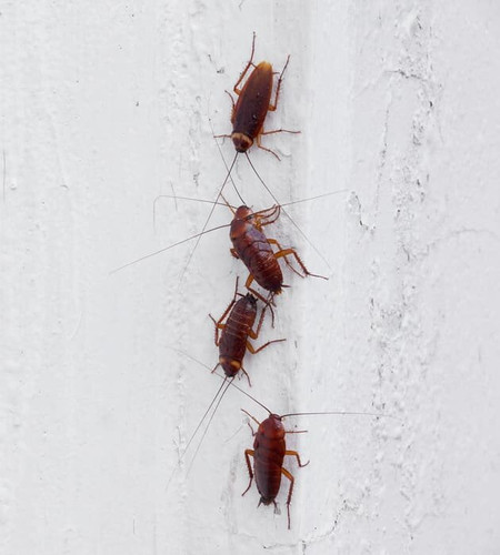 Pest-control-new-img.jpg