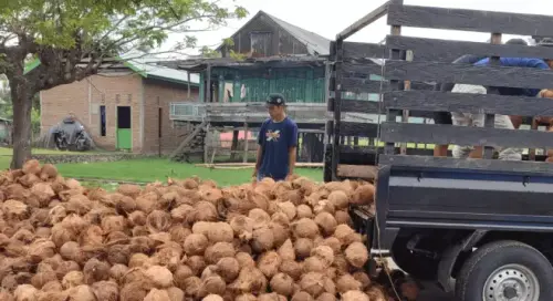 mappoji coconut.webp