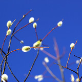 IMG 4840