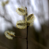 IMG 4898
