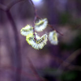 IMG 4899