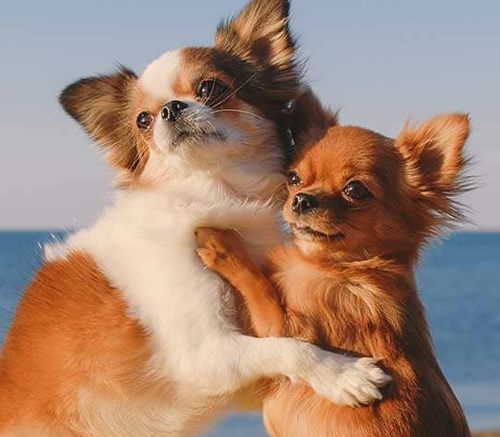 Screenshot 2023 04 29 at 15 58 06 dog hugs.jpg (JPEG Image 1440 × 770 pixels).png