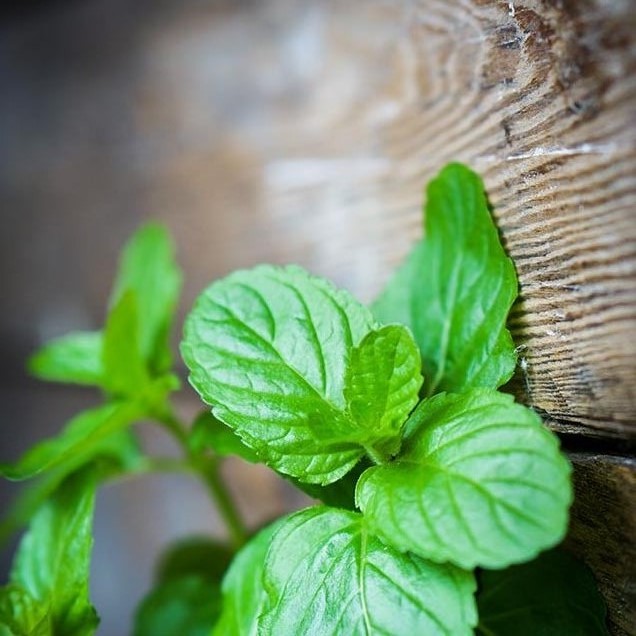 spice plants