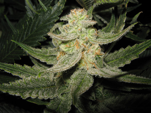 Spacebomb Day 51.jpg