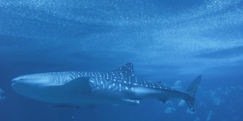 假窗素材 海底.jpg