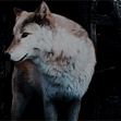 Senza titolo 2.gif