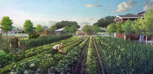 organic farm 50.jpg