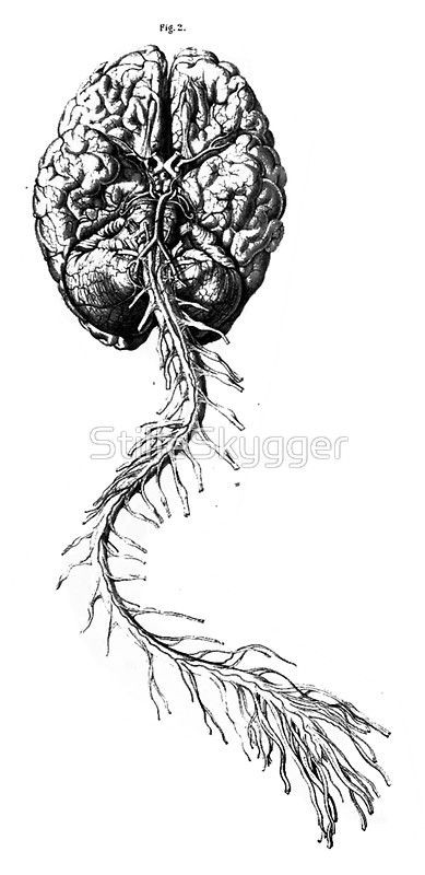 Brain Anatomy Sticker by StilleSkygger.jpg