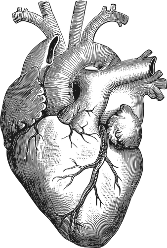 OnlineLabels Clip Art Anatomical Heart.png