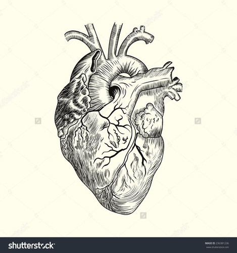 heart.jpg