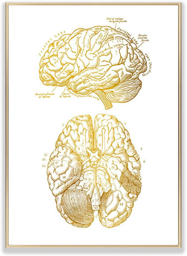 brain.jpg
