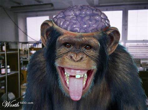 brains.jpg