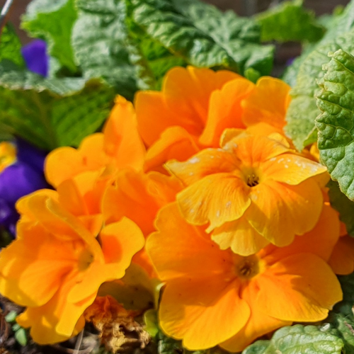 Purple and yellow primula flowers.png