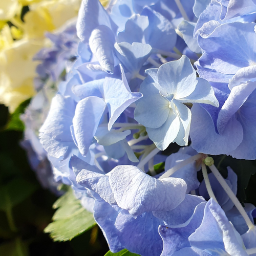 Cream and blue hydrangeas.png