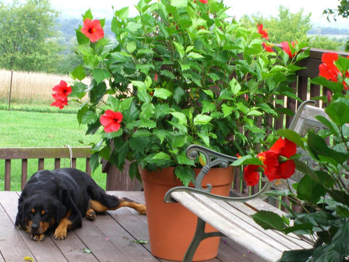 househibiscus.jpg