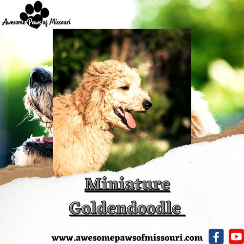 Unlock the Joy of Miniature Goldendoodles!.jpg