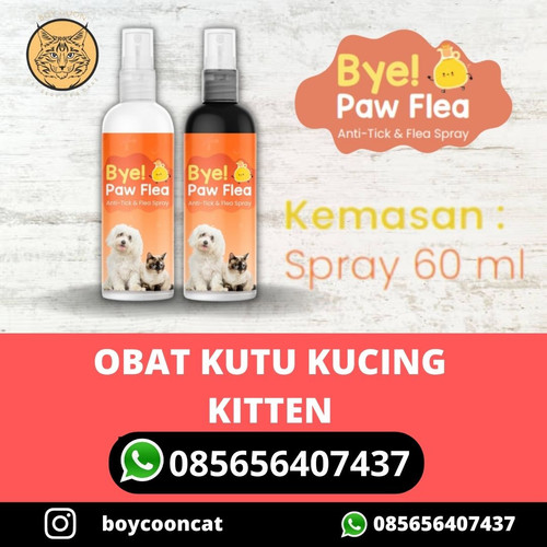OBAT KUTU KUCING KITTEN.jpg