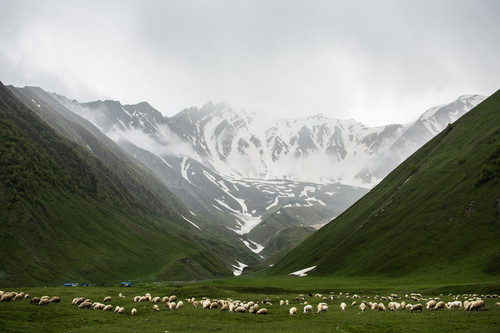 herd of animals on grass field near mountains 1574843.jpg