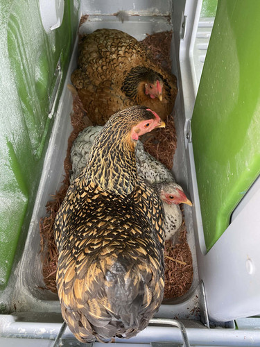 huhn.jpg