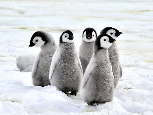 Penguin Image 1024x768.jpg