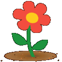 anim blossom face.gif