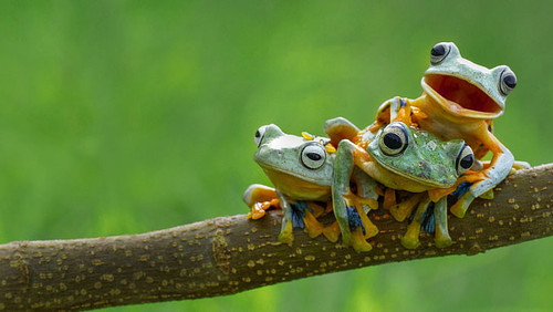 frog amphibian animals wallpaper preview.jpg