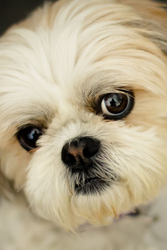 shih tzu little dog royalty free image 1652927214.jpg