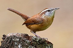 Carolina Wren 1024x683.jpg