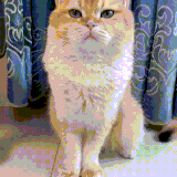 Pet Floating Hair Massage Comb.gif