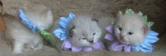 котята.gif