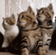 котята2.gif