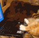 Рыжий кот у ноута.gif