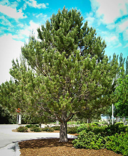 Austrian Pine.jpg