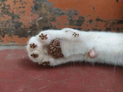 received 3372216986429836.jpg