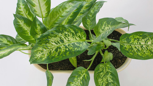 dieffen house plant.jpg