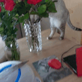 20230507 115212.gif
