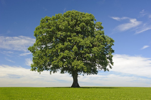 hardwood tree.jpg