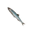 anchovy.png