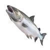 salmon.png