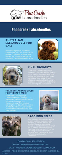 Poco Creek Labradoodles.jpg