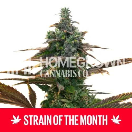 89fc281f679f29b0a295fbc0be32bbbe54545760 SOTM 4.webp