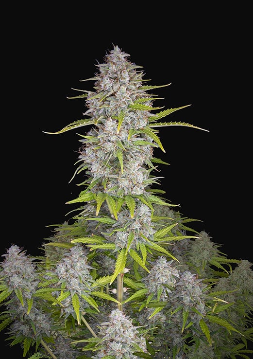 Orange Sherbet Autoflowering Cannabis Seeds HTBPLSs