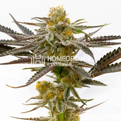 8bc396f7c7f8596e63db70f5d8349ea37805fa21 cinderella 99 x blueberry feminized.jpg