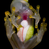 IMG 4217 H mashpi Mashpi