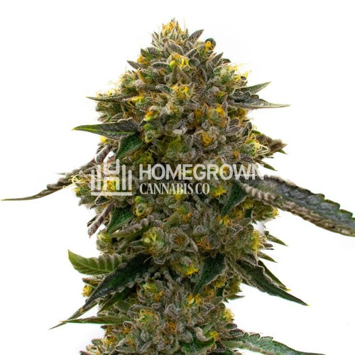 1d8a5e7cb6b3cb953d247b9e095f1c074133a112 girl scout cookies x cheese feminized.jpg